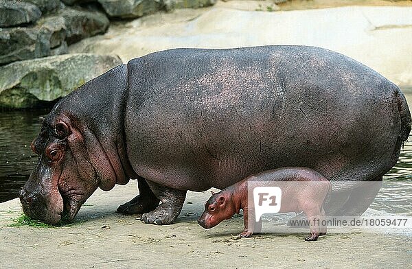 Nilpferd und Jungtier  Flusspferd (Hippopotamus amphibius) mit Jungtier  Säugetiere  Huftiere  Paarhufer  Klauentiere  außen  draußen  seitlich  erwachsen  Mutter & Kind  Mutter & Baby  zwei  Querformat  horizontal  weiblich  freistellbar  stehen  stehend