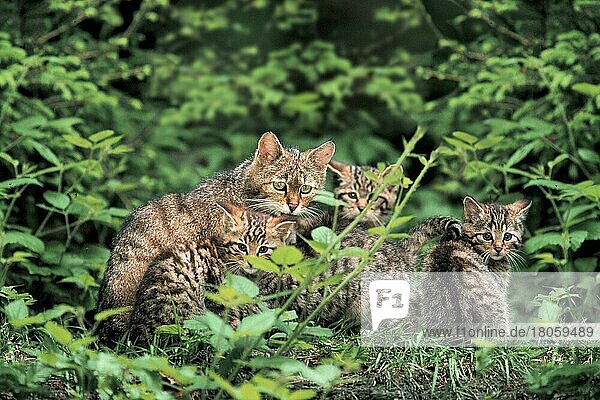 European Wild Cat with kittens  Europäische Wildkatze (Felis silvestris) mit Jungtieren  Europäische Wildkatze