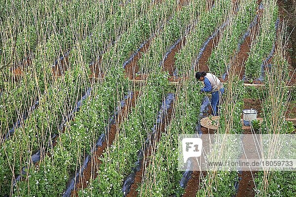 Chinesische Frau bei der Arbeit an Ackererbsen (Pisum sativum) im Ackerland  Provinz Yunnan  China  Asien