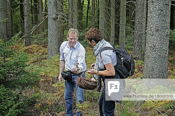 Couple collects mushrooms  collect forest  mushroom search  mushroom identification  identification book  Iserlohn  Sauerland  North Rhine-Westphalia  Germany  Europe