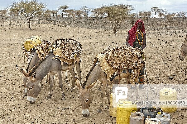 Gabra-Frau und Hausesel  holen Wasser an Brunnen  bei Dukana  Kenia  Afrika