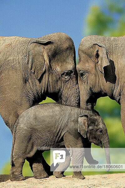 Asian Elephants with young  Asiatische Elefanten (Elephas maximus) mit Jungtier