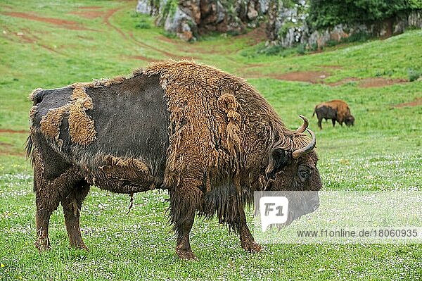 Wisent  Wisente (Bison bonasus)  Huftiere  Paarhufer  Rinder  Säugetiere  Tiere  Moulting European bison  Wisents in meadow in spring
