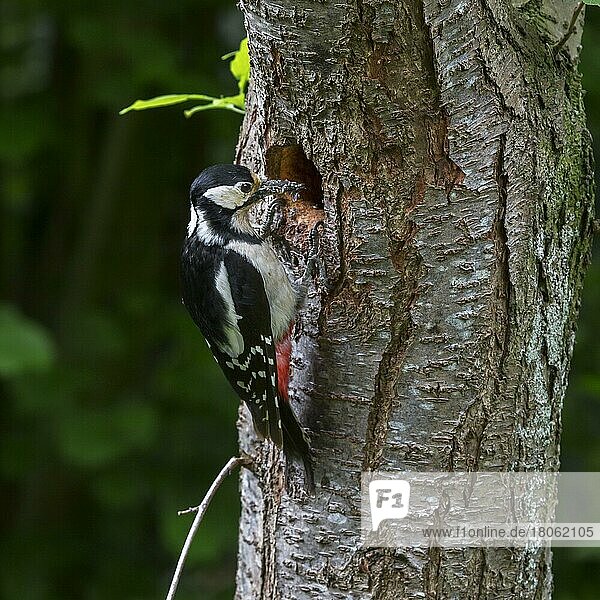 Great spotted woodpecker (Dendrocopos major) Female with beak full of grubs feeding her young at nest hole in tree trunk in forest