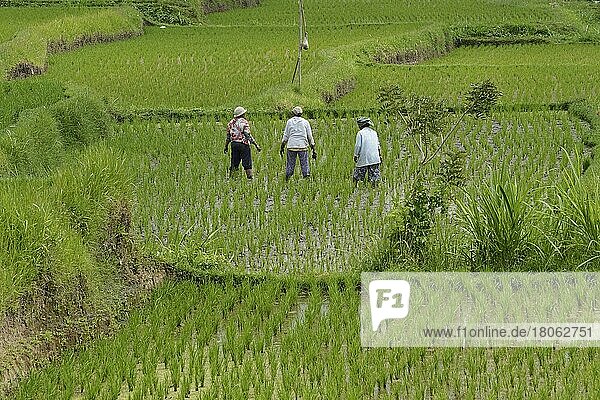 Frauen arbeiten auf Reisfelder und Reisterrassen  Munduk  Zentralbali  Bali  Indonesien  Asien