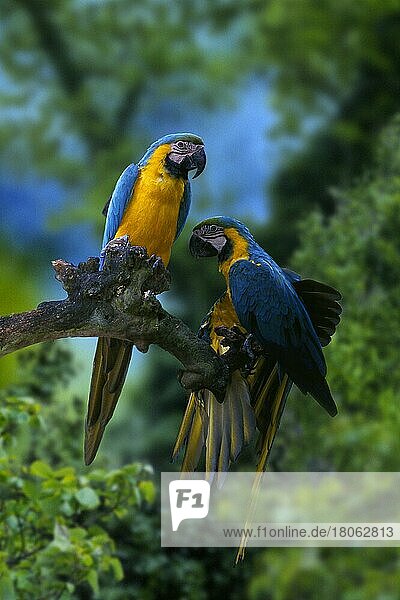 Blue-and-yellow Macaw  Blue-and-gold Macaw  pair  one stretching its wing  Gelbbrustara (Ara ararauna)  Paar  einer streckt Flügel