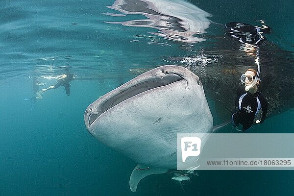 Whale shark (Rhincodon typus) and snorkeler  Triton Bay  West Papua  Indonesia  Asia