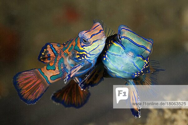 Sich paarende Mandarinfische (Synchiropus splendidus)  Ambon  Molukken  Indonesien  Asien