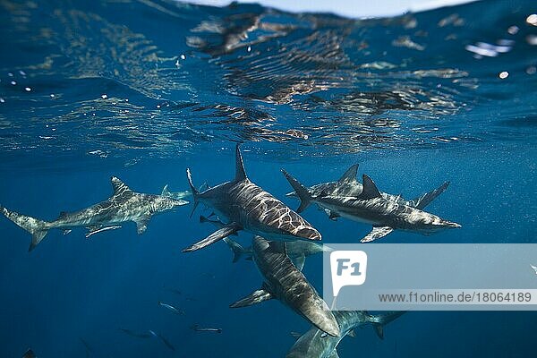 Blacktip Sharks (Carcharhinus limbatus)  Aliwal Shoal  Indian Ocean  South Africa  Africa