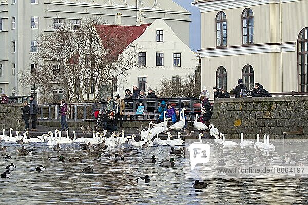 Eltern mit Kindern füttern Enten  Gänse und Schwarm Singschwäne am See im Winter in der Stadt Reykjavic  Island  Europa