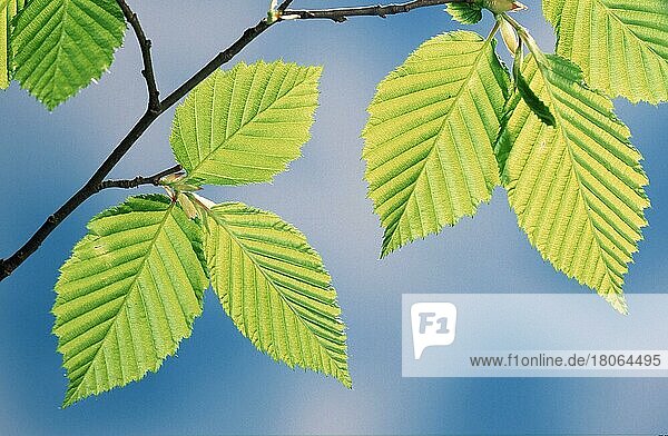 Hainbuche  Blätter  Weißbuche (Carpinus betulus)  Europa  Pflanzen  Birkengewächse  Betulaceae  Blatt  grün  Frühling  Querformat  horizontal