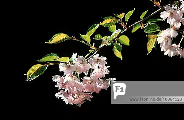 Kirschblüten (Prunus serrulata)  Japanische Kirsche  Blüten  Pflanzen  Gartenpflanze  Rosengewächse  Rosaceae  Zierpflanze  Blüte  Gegenlicht  Frühling  Frühjahr  Querformat  horizontal
