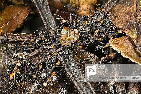 Treiberameisen bilden lebende Brücke (Eciton burchelli)  Ameise  Ameisen  Costa Rica  Mittelamerika