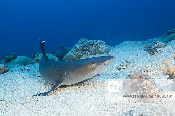 Whitetip reef shark (Triaenodon obesus)  Osprey Reef  Coral Sea  Australia  Oceania