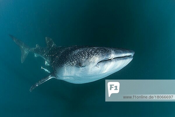 Whale shark (Rhincodon typus)  Triton Bay  West Papua  Indonesia  Asia