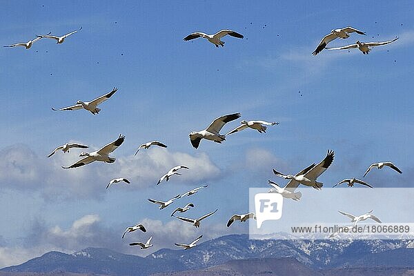 Snow geese (Anser caerulescens)  Bosque del Apache  New Mexico  USA  North America