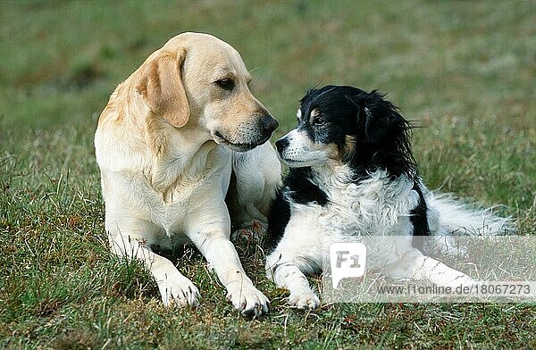 Mischlingshund und Labrador-Retriever