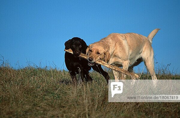 Labrador-Retriever und Welpe  4 Monate alt  gelb und braun  spielen zusammen  Ast  Stock