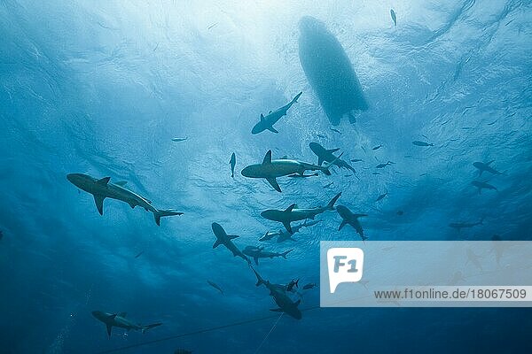 Grey reef shark feeding (Carcharhinus amblyrhynchos)  Osprey Reef  Coral Sea  Australia  Oceania