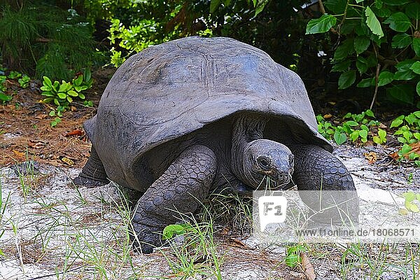 Aldabra-Riesenschildkröten (Geochelone gigantea)  endemisch  Insel Curieuse  Seychellen  Afrika