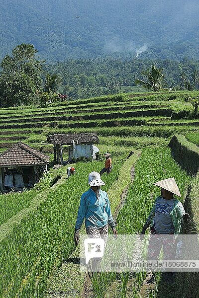 Bauern bei der Arbeit in den Reisterrassen  Jatiluwih  Unesco-Weltkulturerbe  Bali  Indonesien  Asien