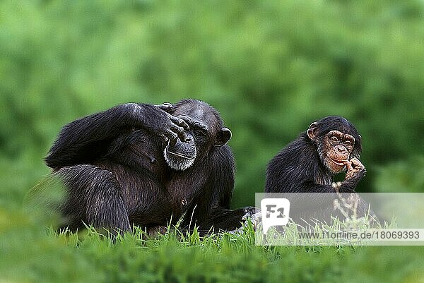 Chimpanzee with young  Schimpanse (Pan troglodytes) mit Jungtier