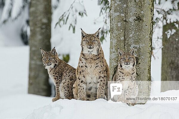 Eurasischer Luchs (Lynx lynx) Familie  Nationalpark Bayerischer Wald  Bayern  Deutschland  Europa