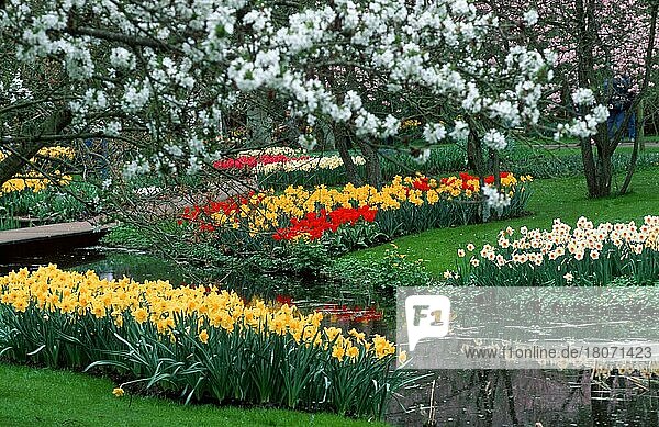 Narzissen  Keukenhof Garten  Lisse  Niederlande  Osterglocken  Keukenhof  Blumen  Park  Europa  Frühling  Querformat  horizontal  Europa