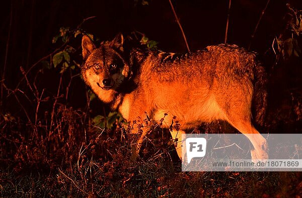 Wolf (Canis lupus) im Abendlicht  Wolf in evening light  seitlich  side
