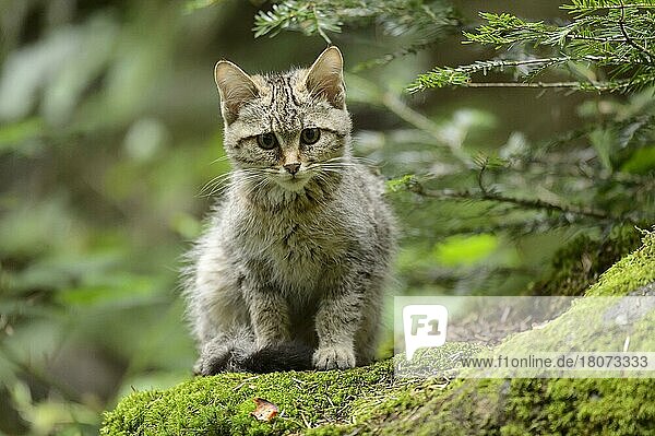Young European Wild Cat (Felis silvestris)