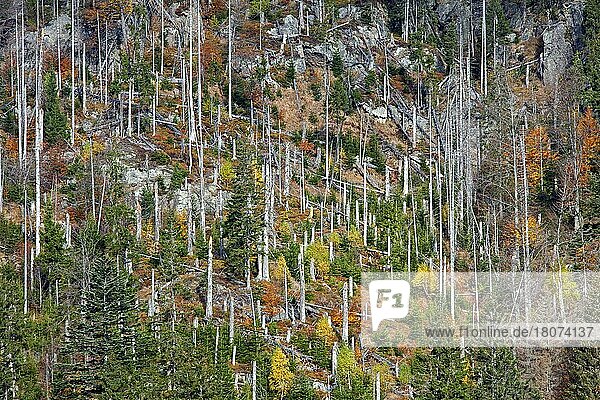 Abgestorbene Fichten mit Befall durch den Europäischen Fichtenborkenkäfer (Ips typographus L.) auf dem Berg Rachel  Nationalpark Bayerischer Wald  Bayern  Deutschland  Europa
