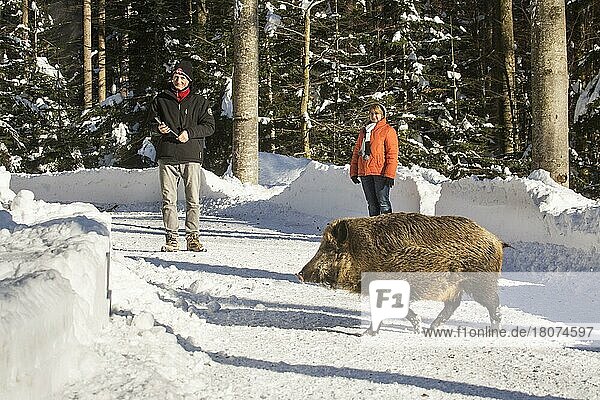 Wildschwein (Sus scrofa) überquert Waldweg in der Nähe von Spaziergängern im Schnee im Winter