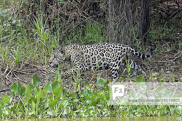 Jaguar (Panthera onca)  Fluss Cuiaba  Pantanal  Mato Grosso  Brasilien  Südamerika