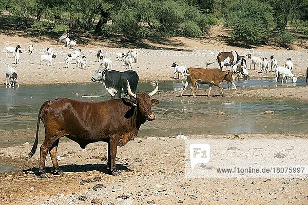 Cow  Hoanib River near Khowarib  Damaraland  Namibia  Cows  Africa