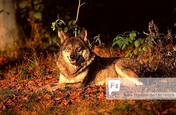 Wolf (Canis lupus) im Abendlicht  Wolf in evening light