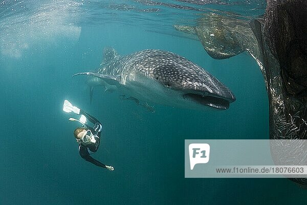 Whale shark (Rhincodon typus) and snorkeler  Triton Bay  West Papua  Indonesia  Asia