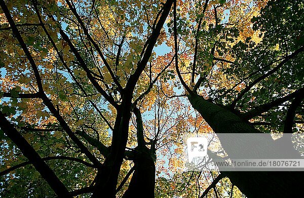 Maple trees in autumn  Ahornbäume im Herbst