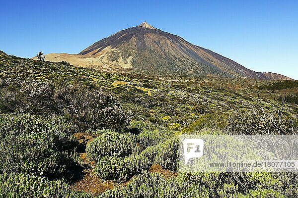 Vulkan Pico del Teide  Teide-Nationalpark  Parque Nacional de las Canadas del Teide  Teneriffa  Kanarische Inseln  Spanien  Europa