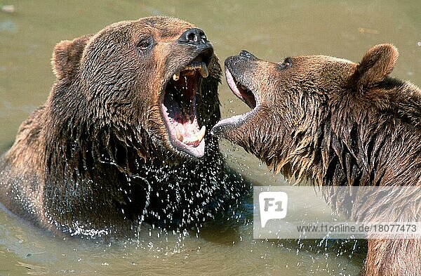 European Brown Bears  quarreling  Europäische Braunbären (Ursus arctos)  streiten sich  Europäischer Braunbär
