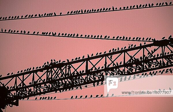 Common Starlings resting  Vogelzug  Wanderung  migration  ruhen  Lower Saxony  Germany (Sturnus vulgaris)  Starenschwarm ruht auf Baukran  Niedersachsen  Deutschland  Europa