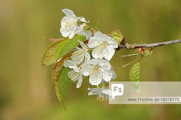 Süßkirsche (Prunus avium)  Blüten  Kirschblüten  Kirsche