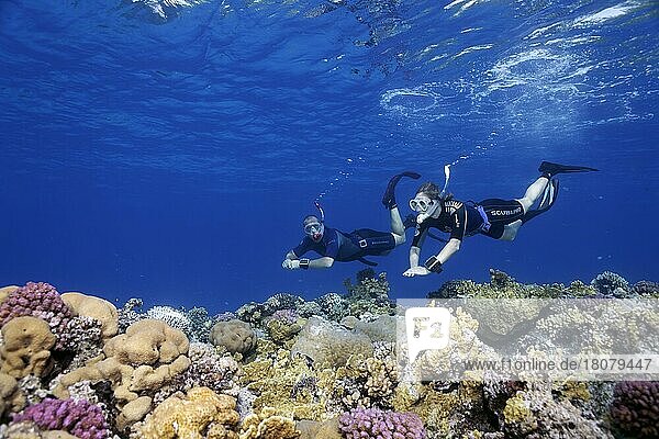 Apnoea diver  freediver  snorkeler  man  woman couple  diving over coral reef  Red Sea  Hurghada  Egypt  Africa