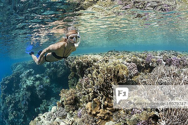 Snorkeling in the Red Sea  Zabargad  Red Sea  Egypt  Africa