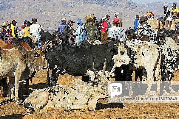 Malagasy cattle herders  livestock dealers and traders at the weekly zebu market in Ambalavao  Haute Matsiatra  Madagascar  Southeast Africa  Africa