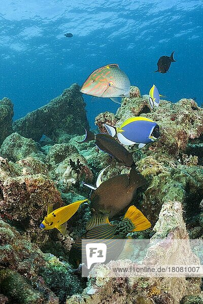 Korallenfische am Riff  Baa Atoll  Indischer Ozean  Malediven  Asien