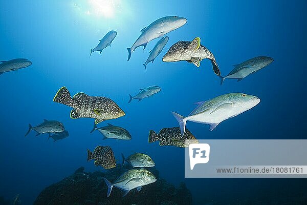Bluefin trevallies (Caranx melampygus) and leatherback grouper hunt together (Dermatolepis dermatolepis)  Socorro  Revillagigedo Islands  Mexico  Central America