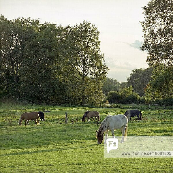 Grasende Pferde auf einer Weide in der Abendsonne  Schleswig-Holstein  Deutschland  Europa