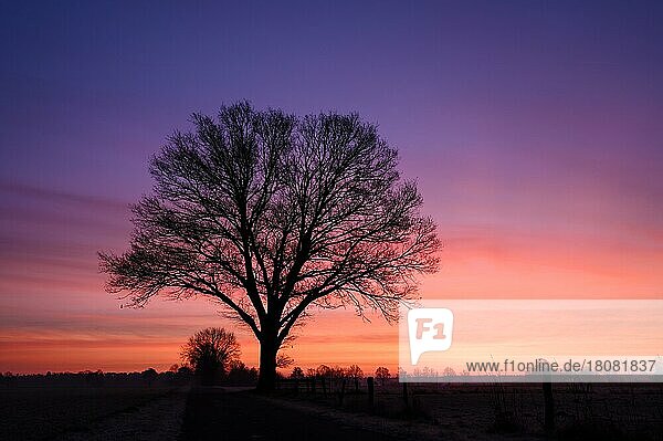 Baum bei Sonnenaufgang  NSG Dingdener Heide  Nordrhein-Westfalen  Deutschland  Europa