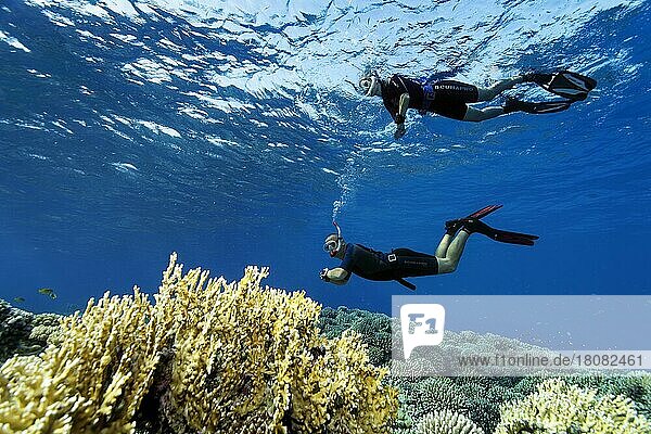 Apnoetaucher  Freitaucher  Schnorchler  Rotes Meer  Hurghada  Ägypten  Afrika