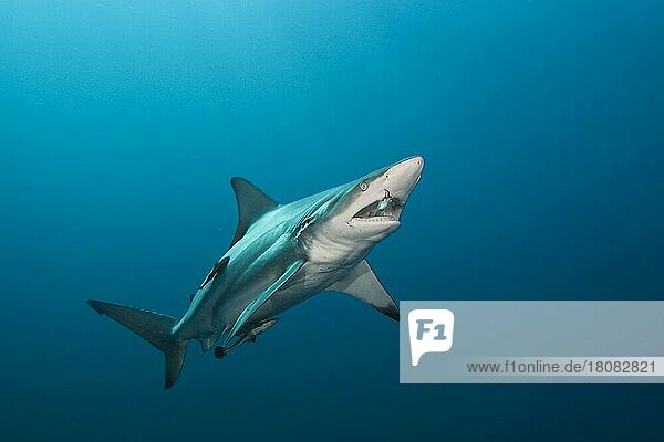 Schwarzspitzenhai (Carcharhinus limbatus)  Aliwal Shoal  Indischer Ozean  Südafrika